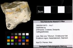 Foto (Objekt + Etiketten) von Galatheites sp. 